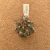 Astrophytum capricorne A904 (Pote 6) - comprar online