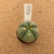 Gymnocalycium horstii A919 (Pote 6) - comprar online