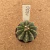Gymnocalycium thornless A920 (Pote 6) - comprar online