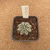 Astrophytum yamamoto A945 (Pote 10) - comprar online