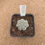 Astrophytum yamamoto A959 (Pote 10) - comprar online