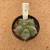 Astrophytum myriostigma kikko A960 (Pote 9) - comprar online