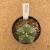 Astrophytum myriostigma A943 (Pote 9) - comprar online