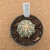 Astrophytum superkabuto v type star shape A908 (Pote 9) - comprar online