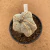 Matriz de Astrophytum onzuka enxertado B59 (Pote 15) - comprar online