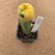 Astrophytum asterias variegata enxertado B39 (Pote 10) - comprar online