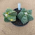 Dupla de Astrophytum myriostigma B10 (Pote 15) - comprar online
