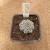Astrophytum yamamoto B113 (Pote 10) - comprar online