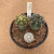 Trio de mix de cactos enxertados B200 (Pote 15) - comprar online