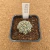 Astrophytum yamamoto B239 (Pote 10) - comprar online