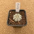Astrophytum yamamoto B246 (Pote 10) - comprar online