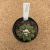 Copiapoa humilis B351 (Pote 9) - comprar online