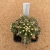 Gymnocalycium enxertado B355 (Pote 10) - comprar online