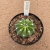 Echinopsis subdenudata variegata B363 (Pote 11) - comprar online