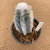Matriz de Pilosocereus pachycladus B362 (Pote 15) - comprar online