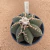 Matriz de Astrophytum myriostigma B331 (Pote 15) - comprar online