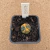 Astrophytum asterias purple variegata B407 (Pote 10) - comprar online