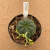 Euphorbia obesa B491 (Pote 11) - comprar online