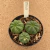 Trio de Euphorbia obesa B492 (Pote 11) - comprar online