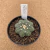 Astrophytum asterias star shape B410 (Pote 9) - comprar online