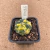 Astrophytum asterias variegata B526 (Pote 10) - comprar online
