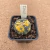 Astrophytum asterias variegata B581 (Pote 10) - comprar online