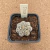 Astrophytum yamamoto B501 (Pote 10) - comprar online