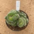 Mammillaria hahniana cristata B551 (Pote 11) - comprar online