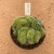 Mammillaria hahniana cristata B584 (Pote 11) - comprar online