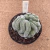 Mammillaria microthele cristata B519 (Pote 11) - comprar online