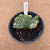 Myrtillocactus geometriazans cristata variegata B545 (Pote 15) - comprar online