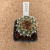 Turbinicarpus alonsoi enxertado B617 (Pote 10) - comprar online
