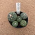 Kit astrophytum asterias B647 (Pote 9) - comprar online