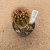 Echinocereus viridiflorus enxertado B695 (Pote 11) - comprar online