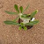 Pachypodium horombense B648 (Pote 15) - comprar online