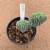 Myrtillocactus geometriazans cristata enxertado B630 (Pote 11) - comprar online