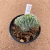 Myrtillocactus geometriazans cristata enxertado B612 (Pote 11) - comprar online