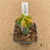 Astrophytum myriostigma koh-yo enxertado B625 (Pote 10) - comprar online