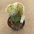 Mammillaria duwei cristata enxertada B652 (Pote 11) - comprar online