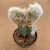 Cefalocereus senilis cristata enxertado B653 (Pote 11) - comprar online