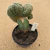 Mammillaria sp enxertada B643 (Pote 11) - comprar online
