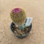 Echinocereus rigidissimus var. rubispinus enxertado B633 (Pote 9) - comprar online