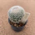 Mammillaria lenta enxertada B609 (Pote 9) - comprar online