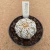 Astrophytum superkabuto v type B658 (Pote 9) - comprar online