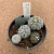 Kit astrophytum asterias B661 (Pote 9) - comprar online