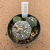Kit astrophytum asterias B671 (Pote 9) - comprar online