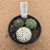 Kit astrophytum asterias B699 (Pote 9) - comprar online