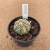 Astrophytum asterias superkabuto variegata B690 (Pote 9) - comprar online