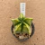 Astrophytum myriostigma kohyo enxertado B682 (Pote 9) - comprar online