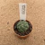 Astrophytum asterias kikko muscle B632 (Pote 6) - comprar online
